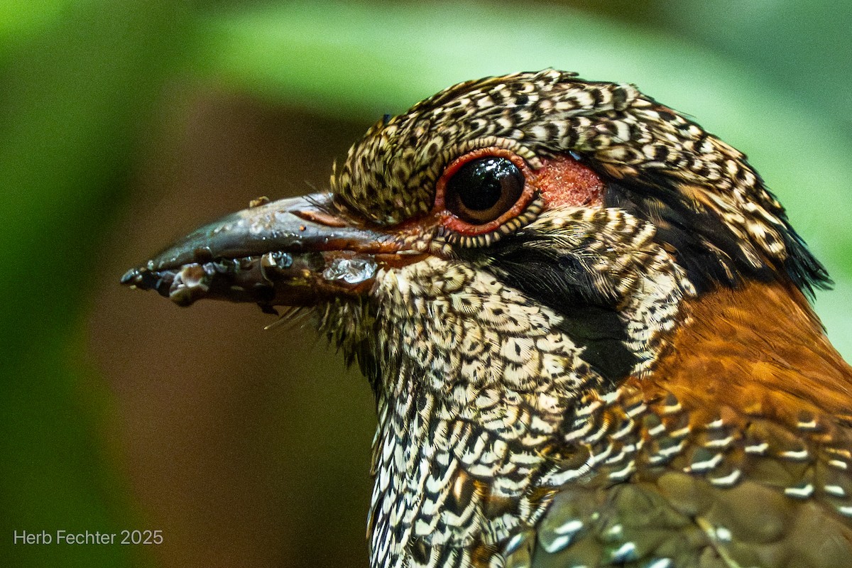 Scaly Ground-Roller - ML646472053