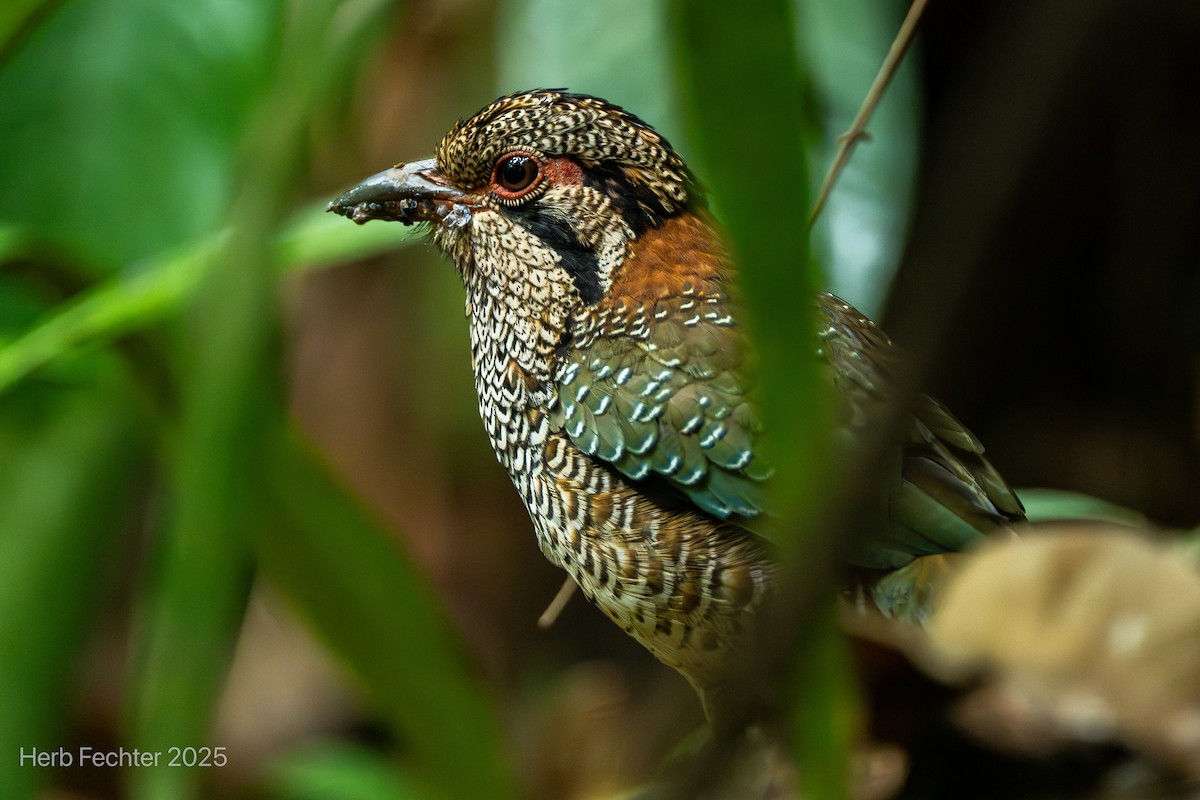 Scaly Ground-Roller - ML646472057