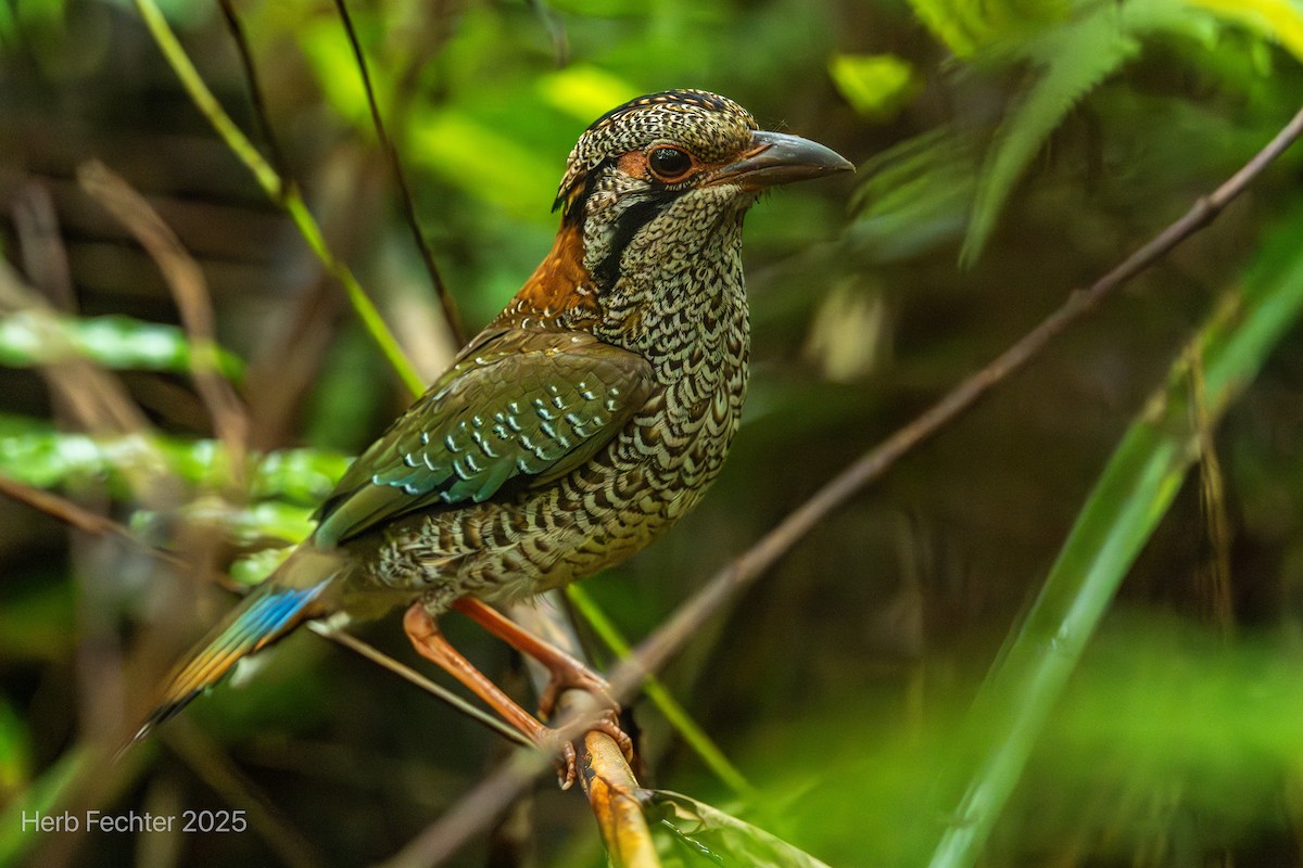 Scaly Ground-Roller - ML646472058