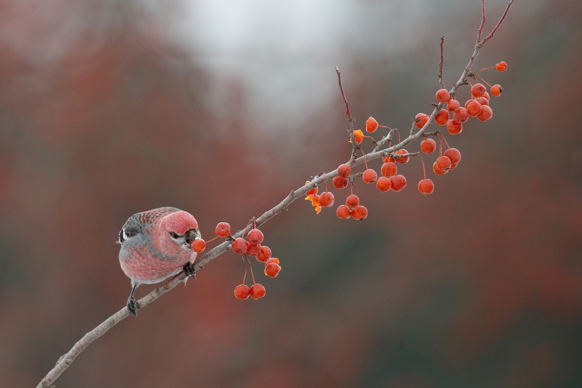 ギンザンマシコ - ML646472059