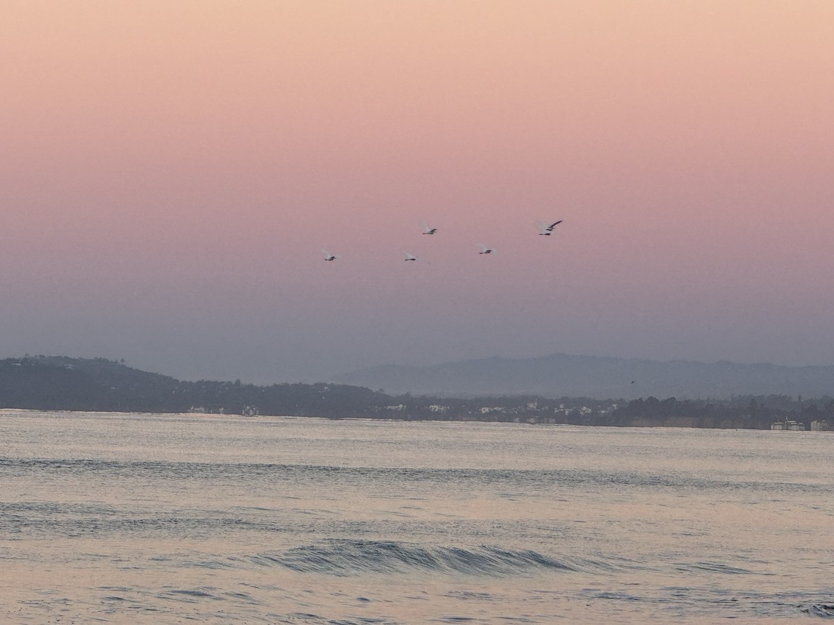 volavka bělostná - ML646472062