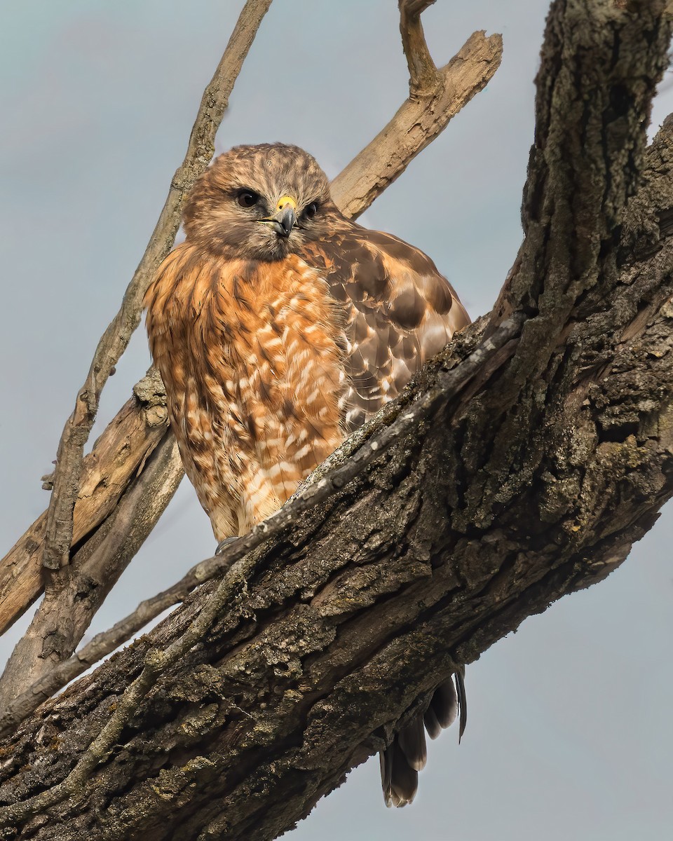 Red-shouldered Hawk - ML646472068