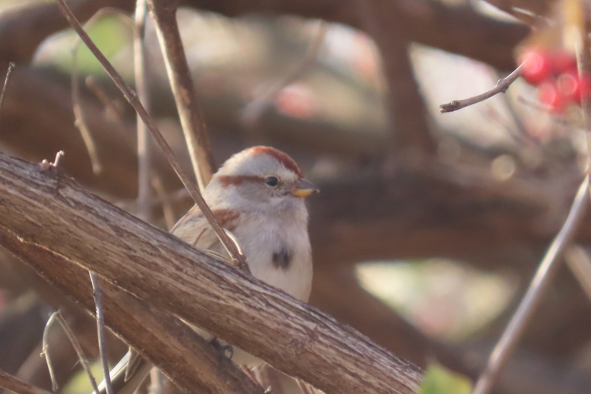 Baumammer - ML646472070