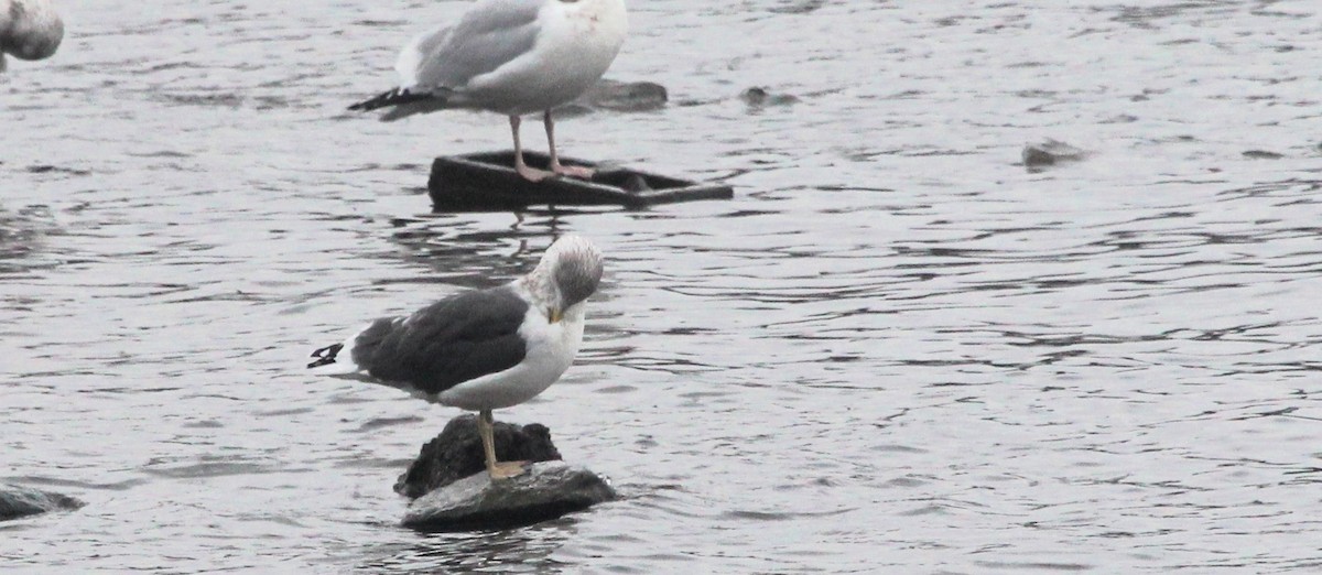 Lesser Black-backed Gull - ML646472073