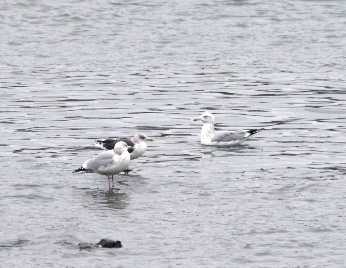 Lesser Black-backed Gull - ML646472075