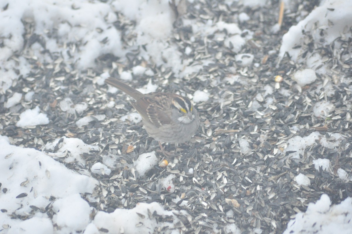 White-throated Sparrow - ML646472077