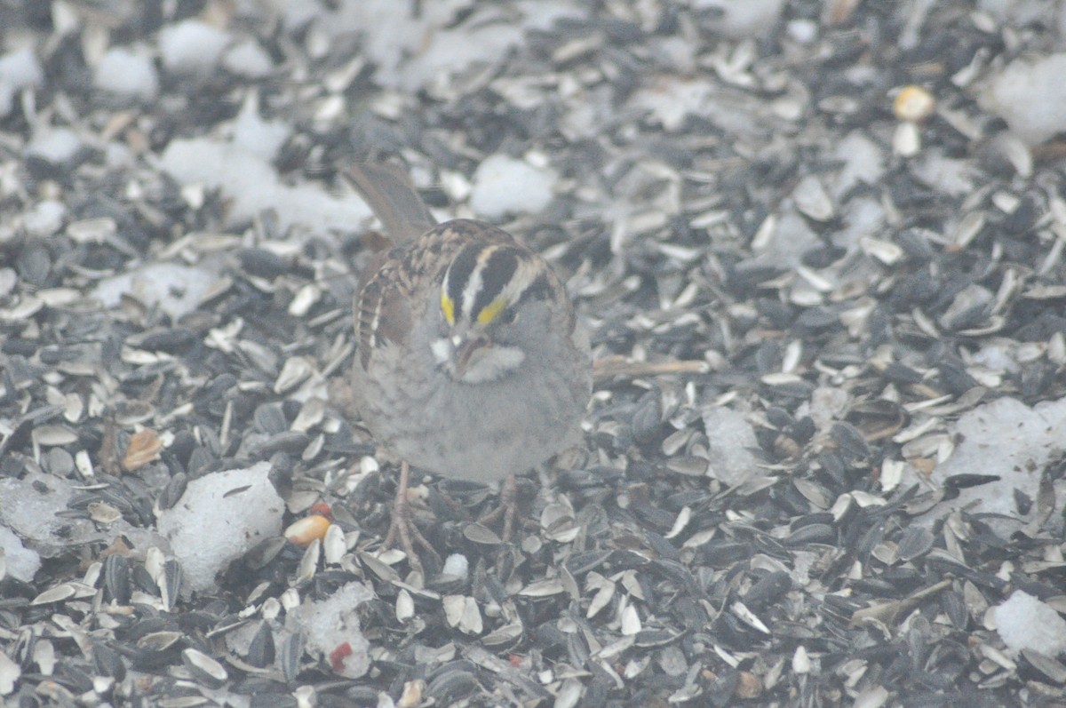 White-throated Sparrow - ML646472078