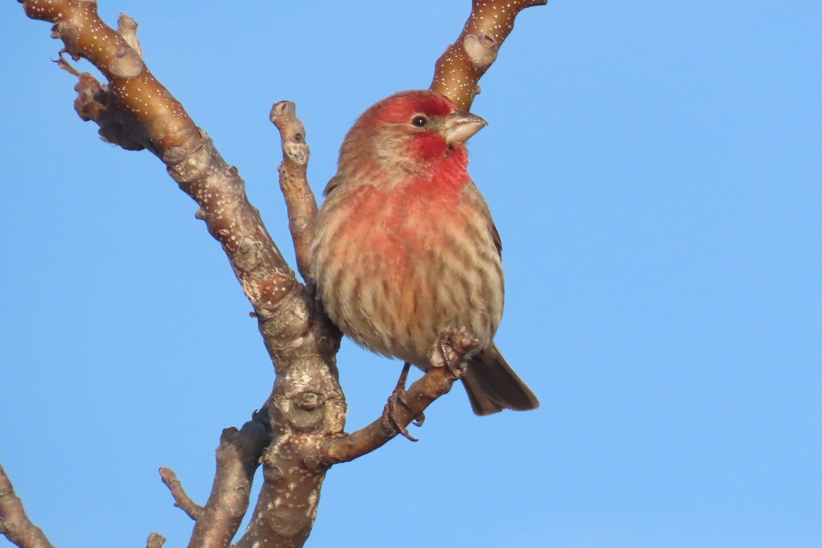 Hausgimpel - ML646472081