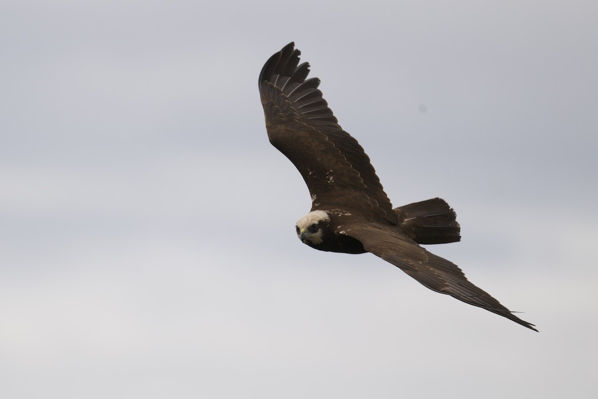 Western Marsh Harrier - ML646472082