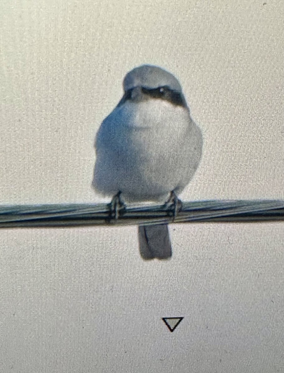 Alcaudón Americano - ML646472083