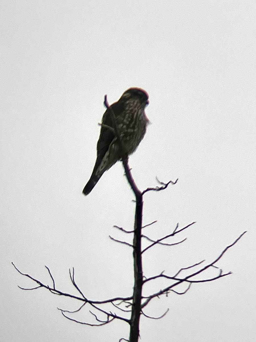 Merlin - ML646472084