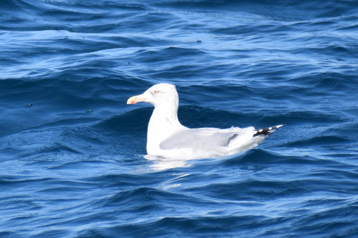 American Herring Gull - ML646472087