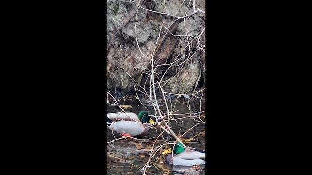 Чирянка мала - ML646472088