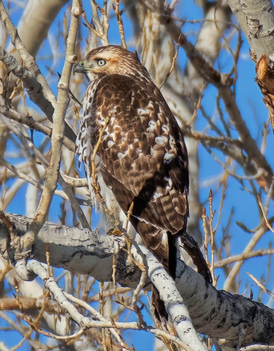 Red-tailed Hawk - ML646472089