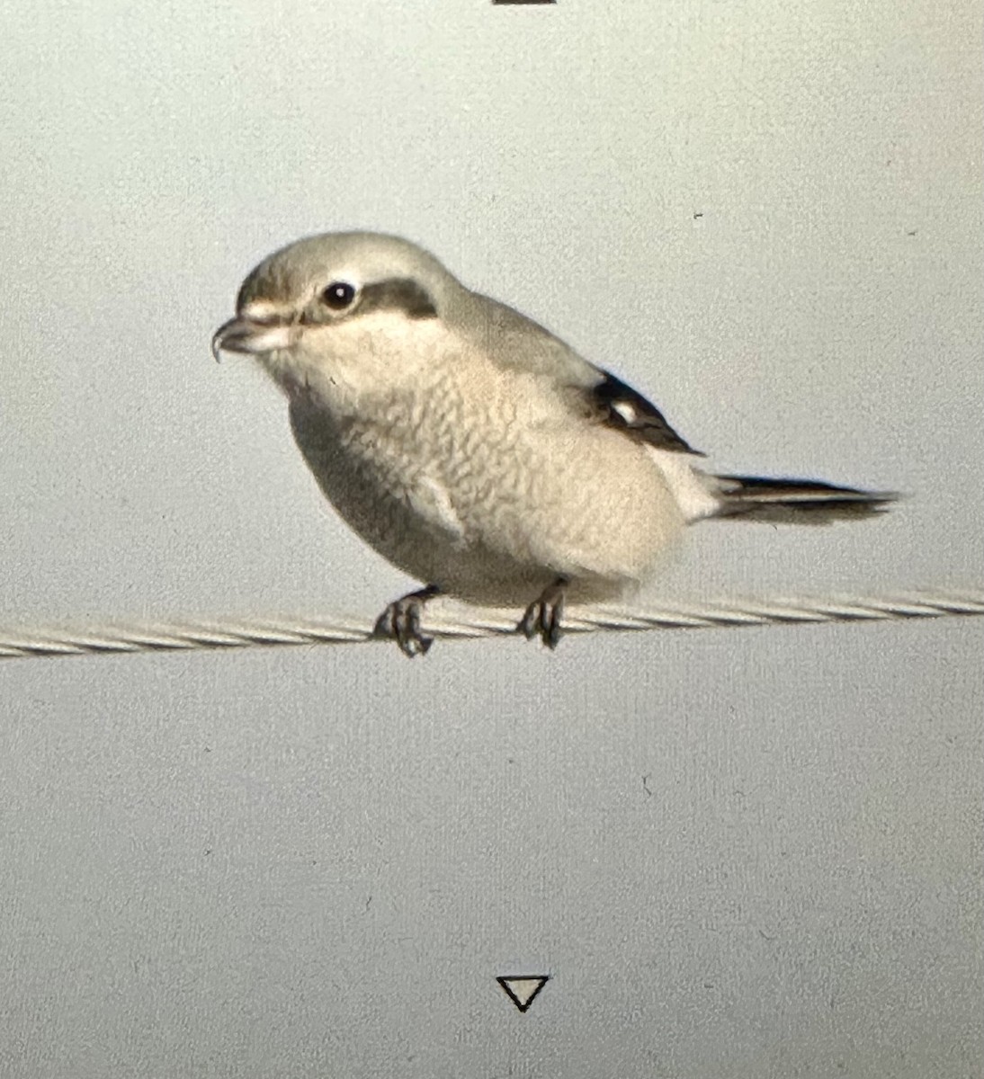 Alcaudón Boreal - ML646472090