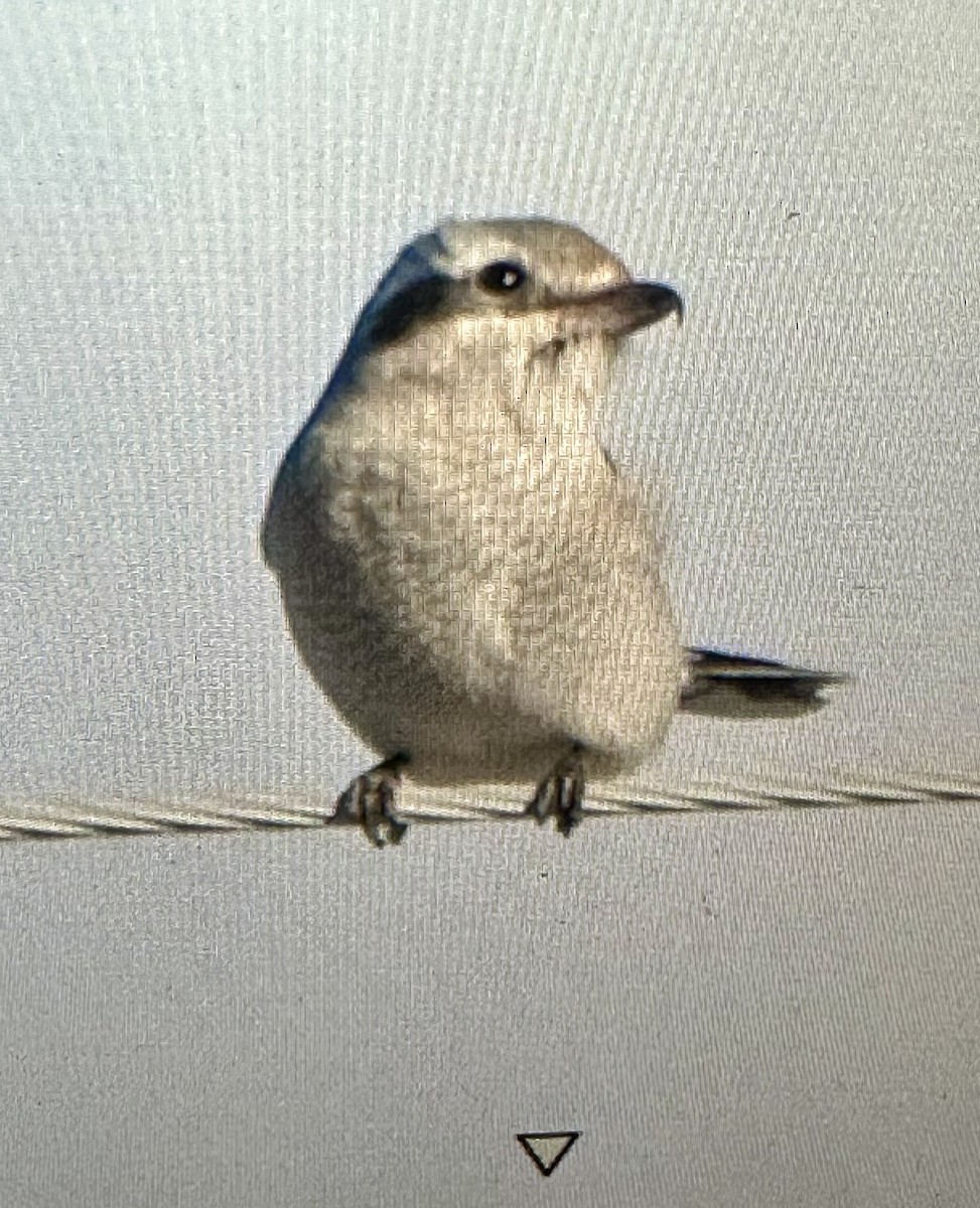 Alcaudón Boreal - ML646472091