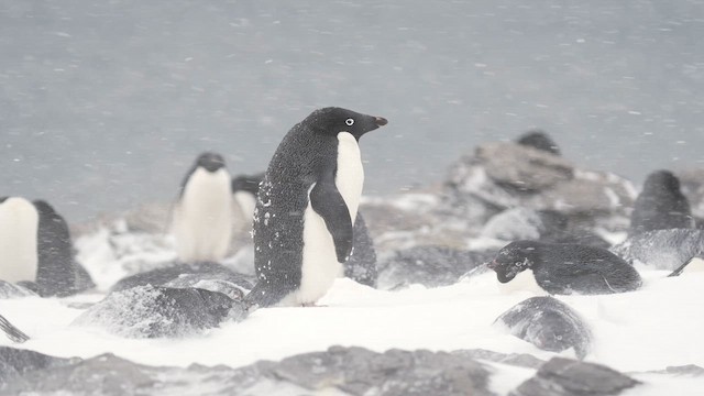 Пінгвін Аделі - ML646472092