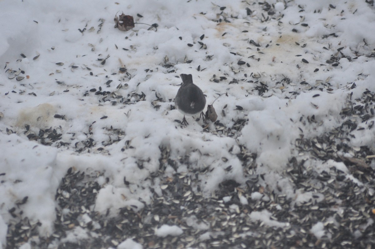 Dark-eyed Junco - ML646472093
