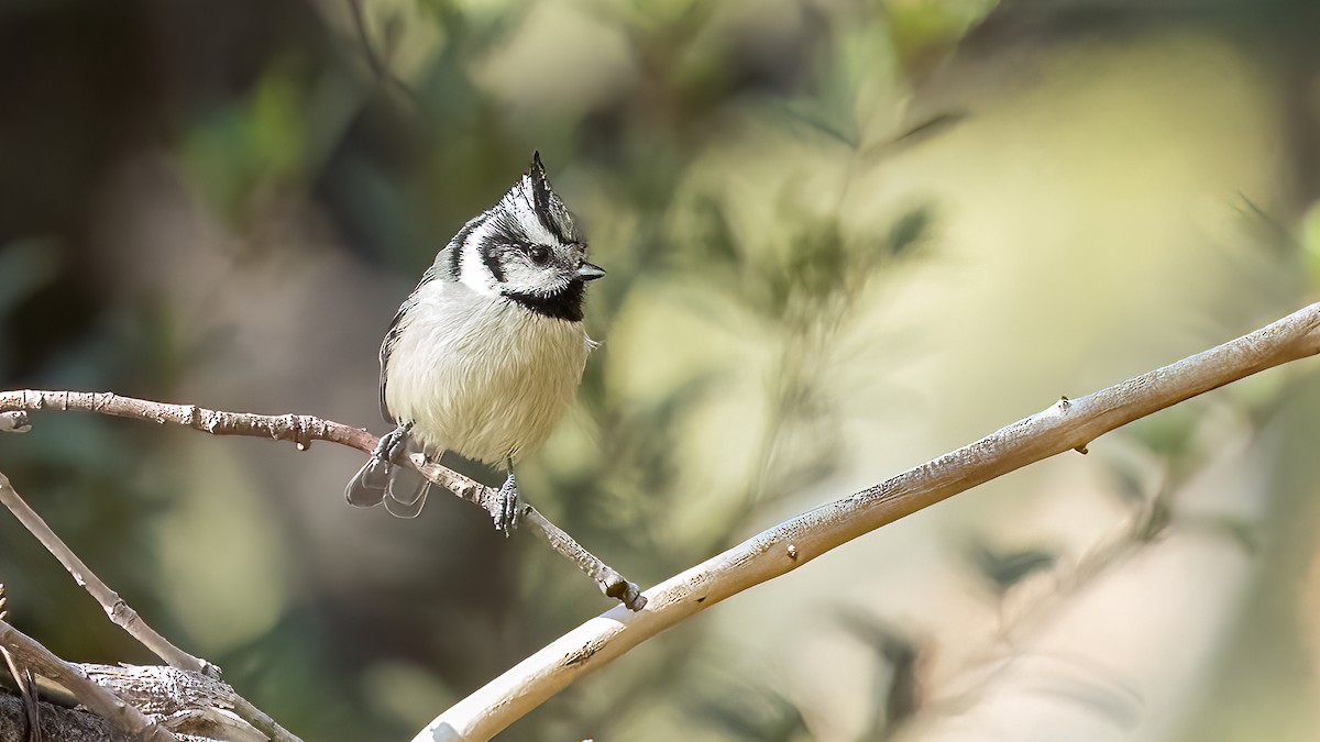 Bridled Titmouse - ML646472094