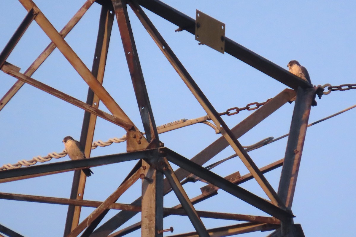 Wanderfalke - ML646472101