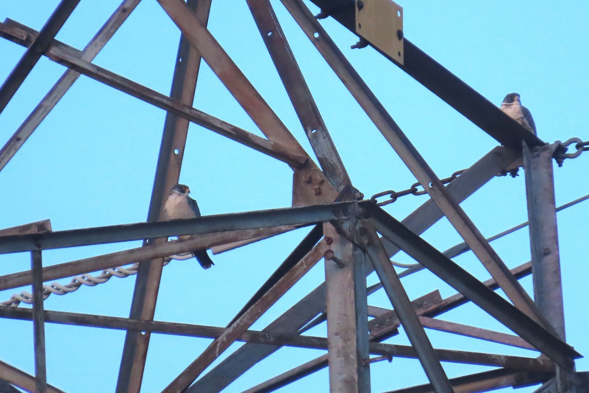 Wanderfalke - ML646472102