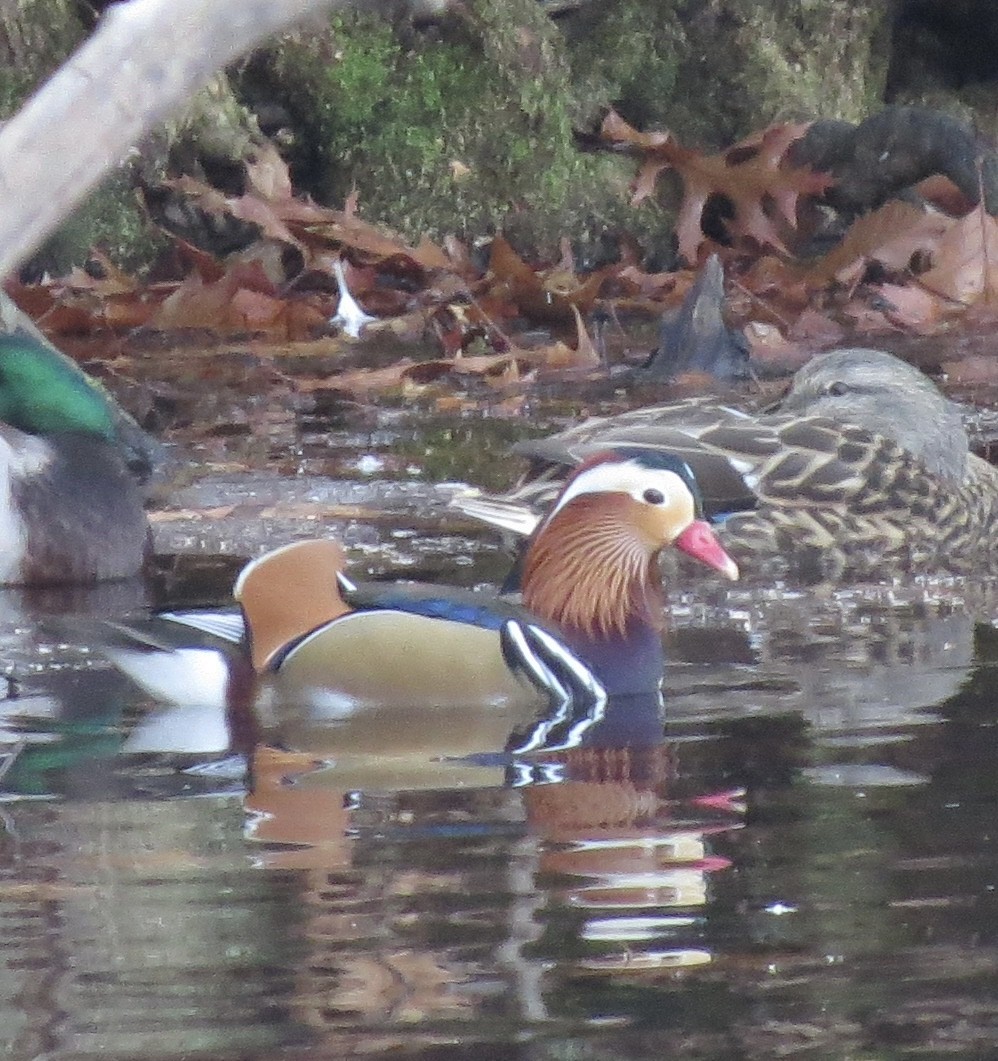 Mandarin Duck - ML646472104