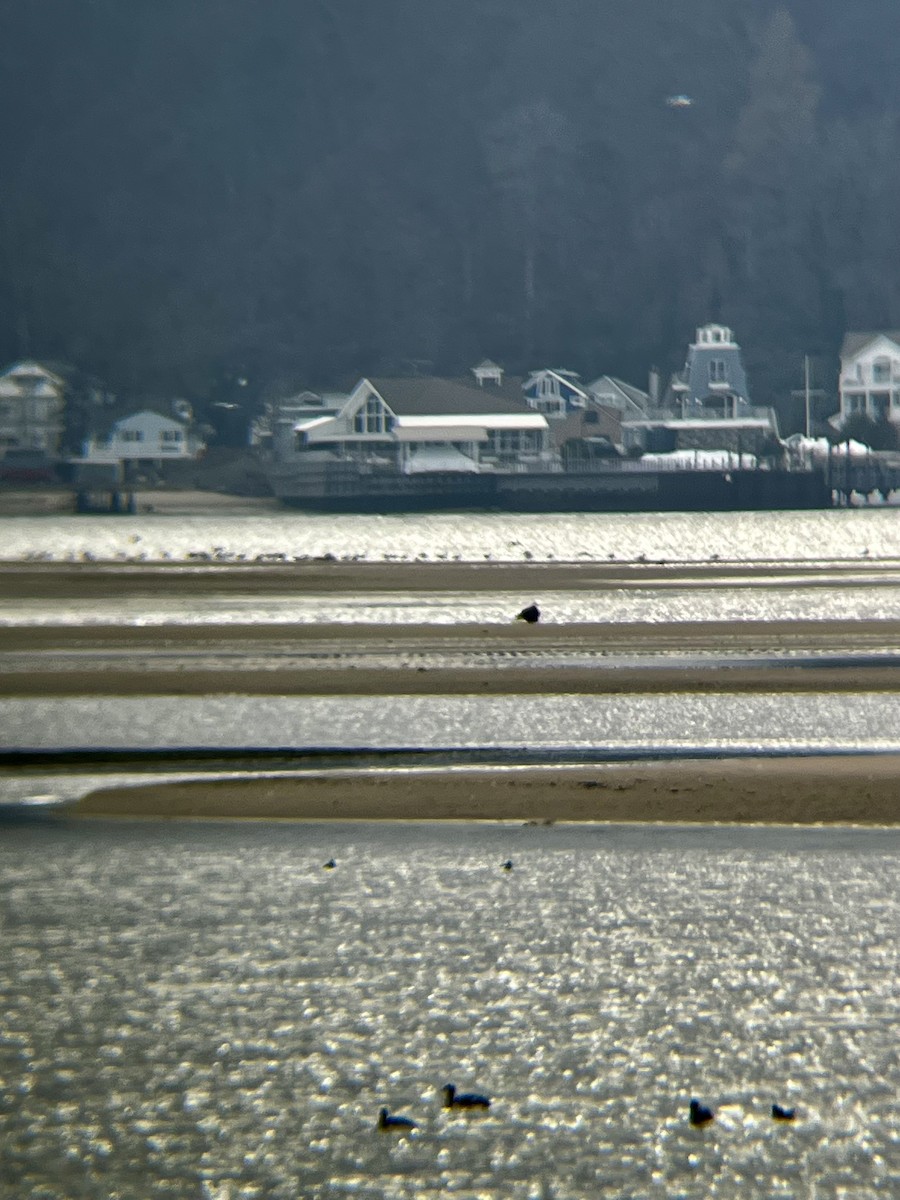 Орлан білоголовий - ML646472105