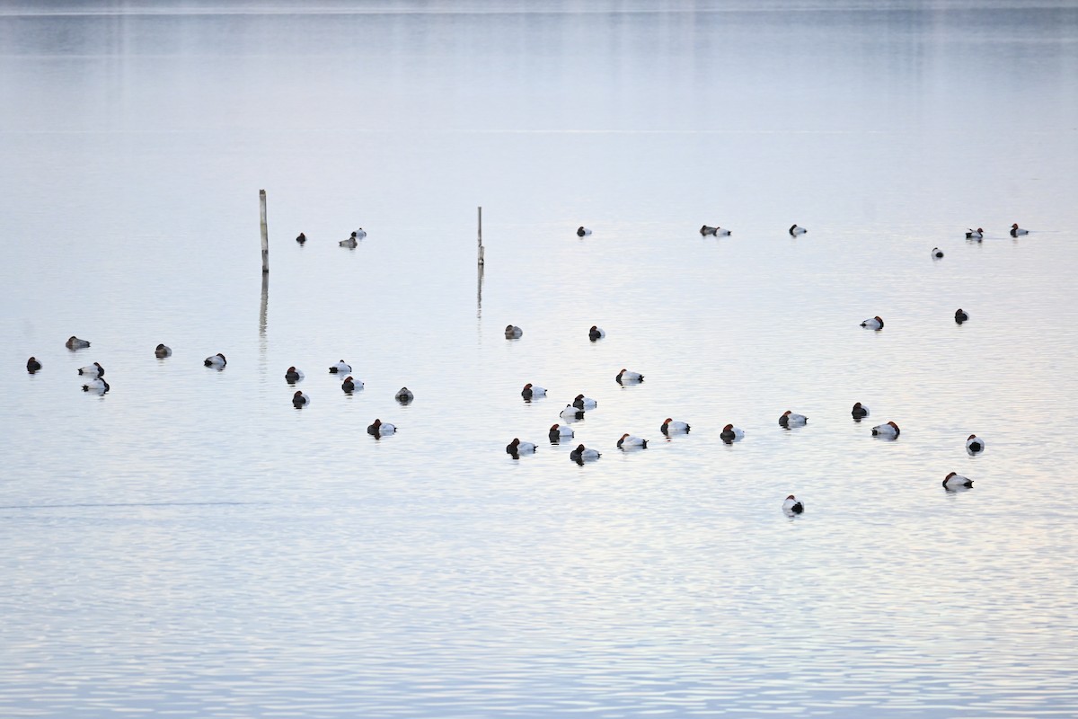 Common Pochard - ML646472107