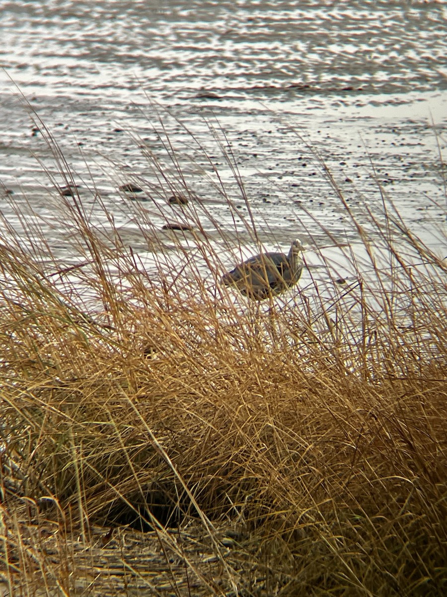 Great Blue Heron (Great Blue) - ML646472108