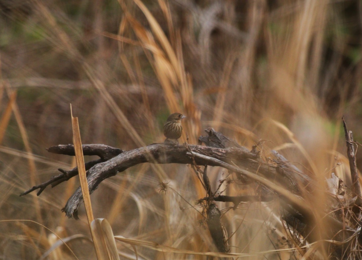 Blue-black Grassquit - ML646472109
