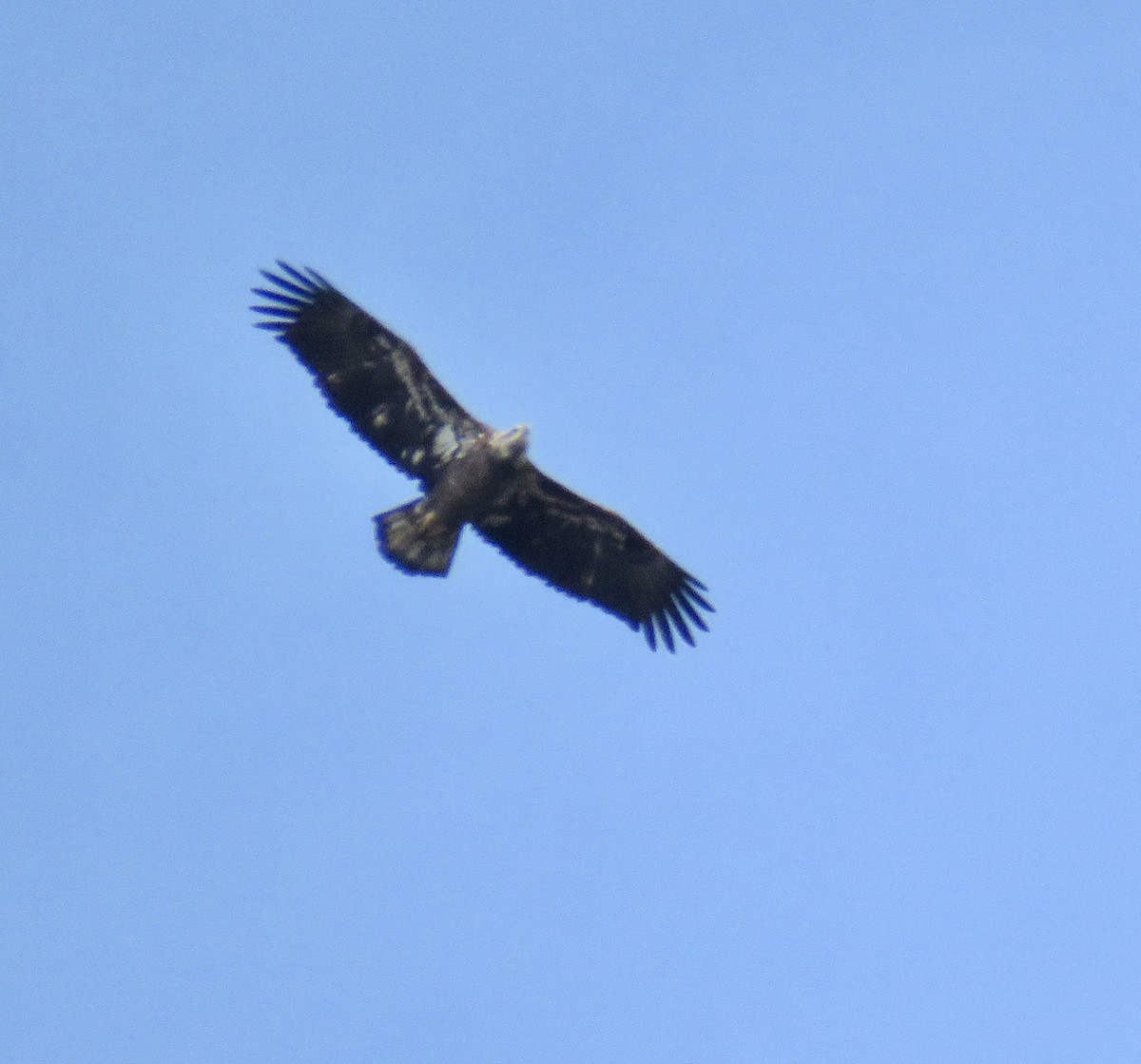 Орлан білоголовий - ML646472111