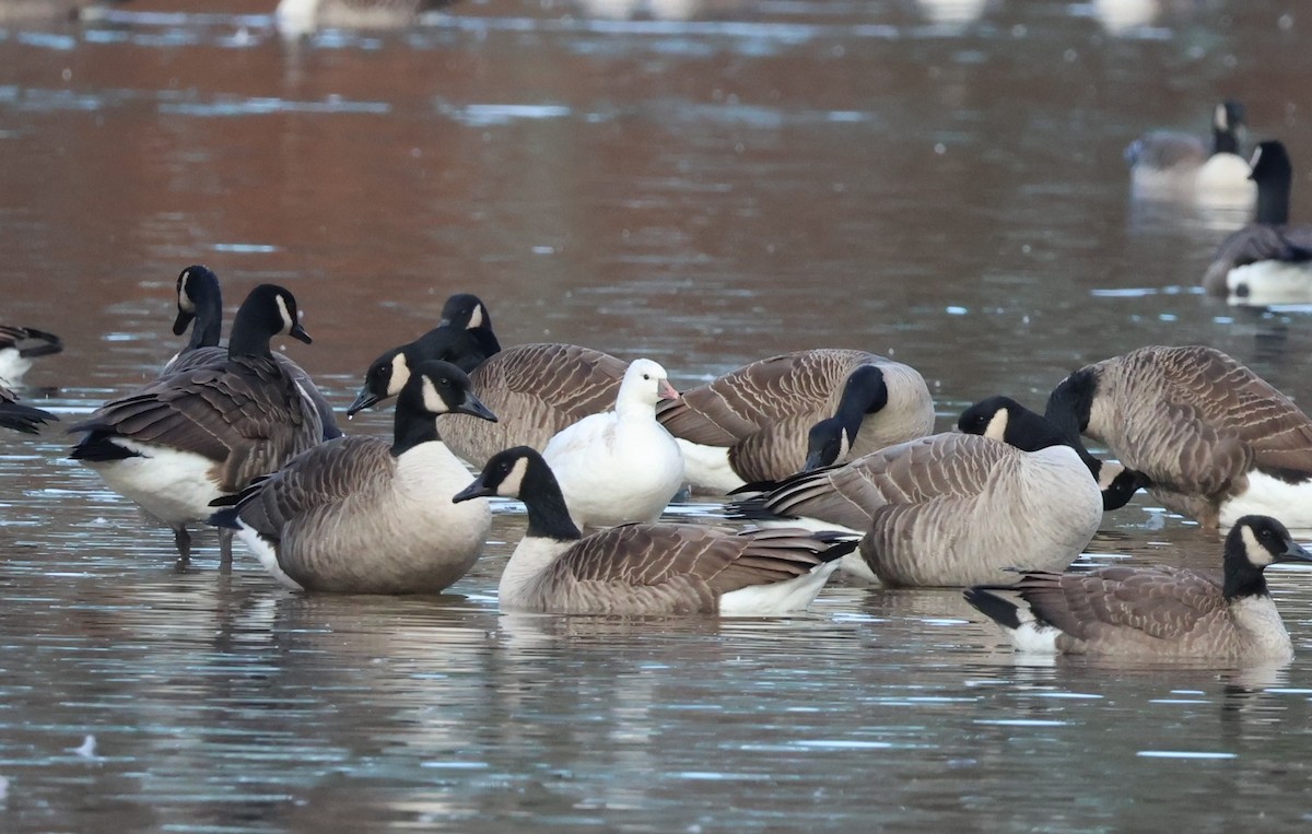 אווז קנדי - ML646472112