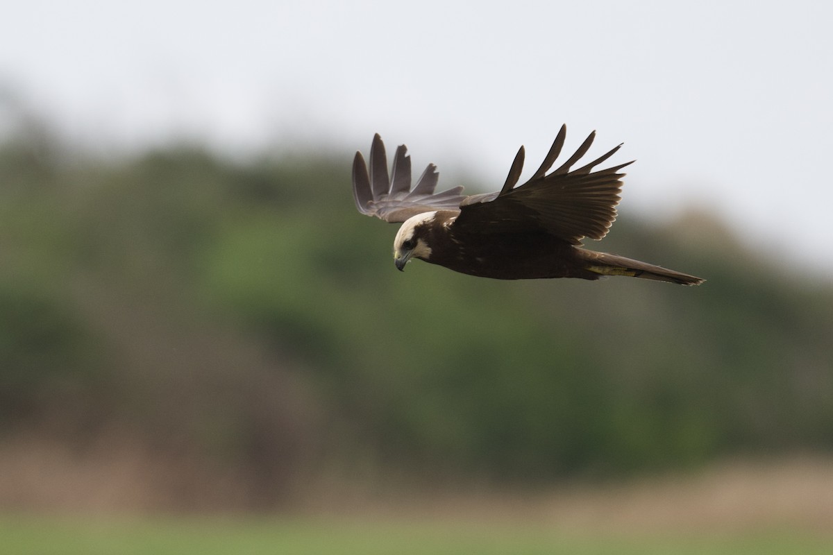 Western Marsh Harrier - ML646472114