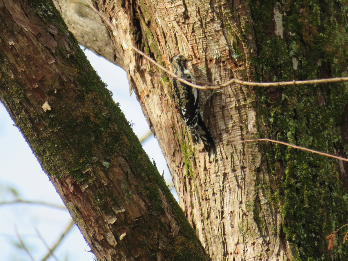 Yellow-bellied Sapsucker - ML646472116