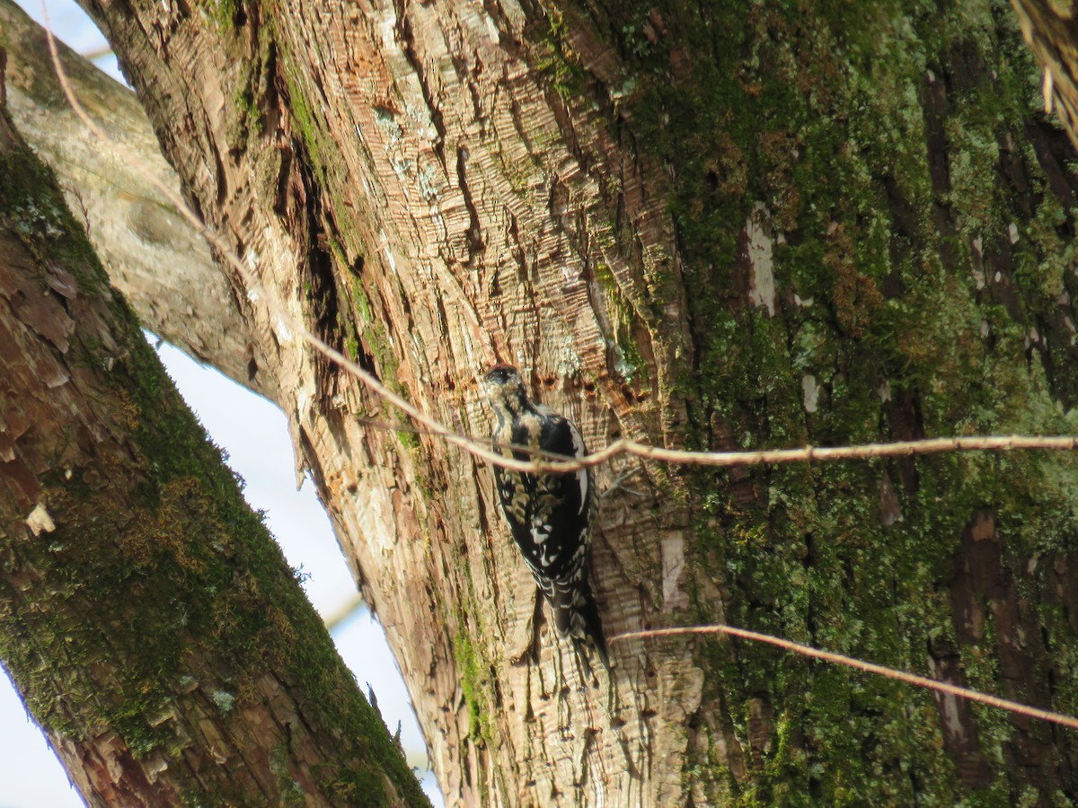 Yellow-bellied Sapsucker - ML646472117