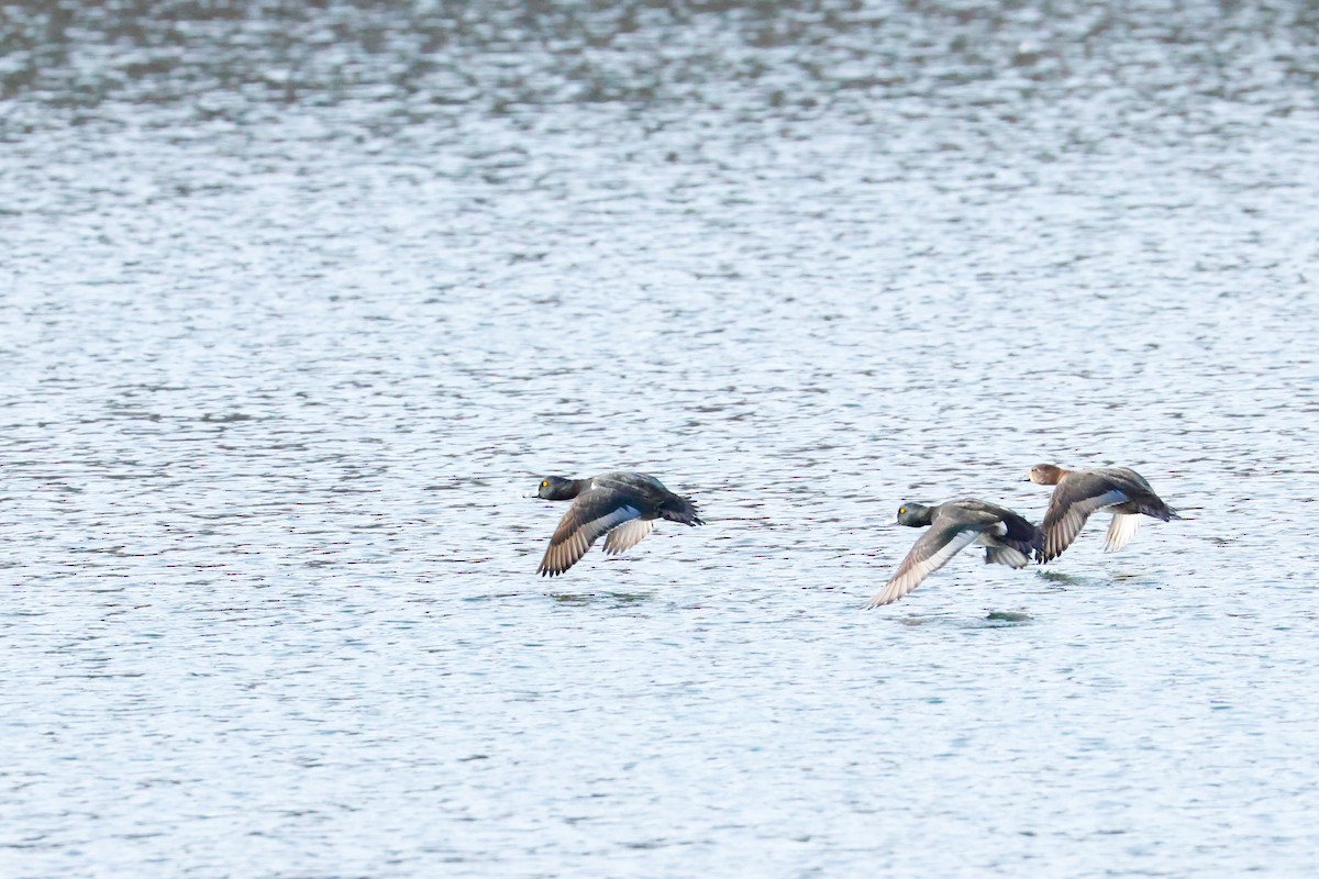 Ring-necked Duck - ML646472118