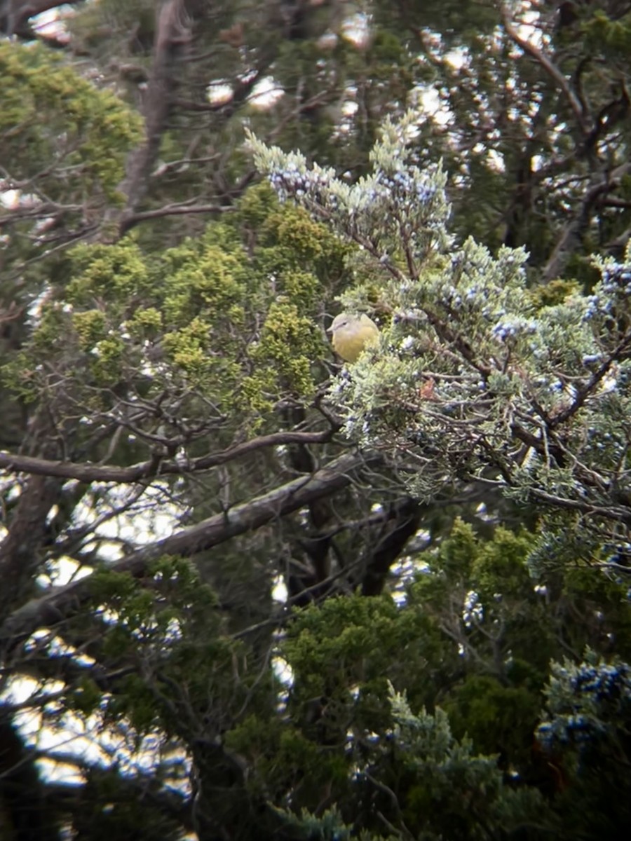 Orange-crowned Warbler - ML646472119