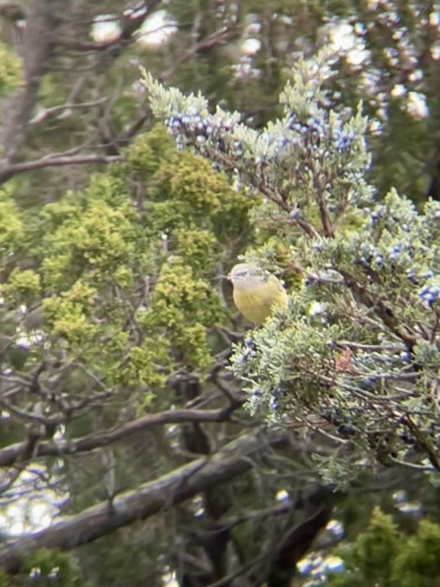 Orange-crowned Warbler - ML646472120