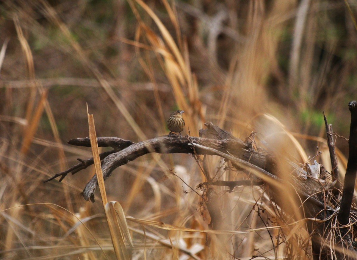 Blue-black Grassquit - ML646472121