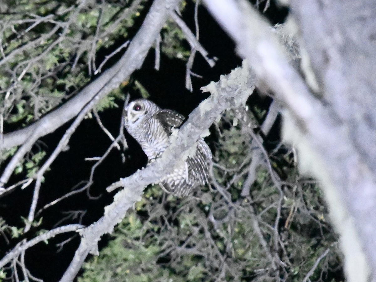 Патагонская неясыть - ML646472122