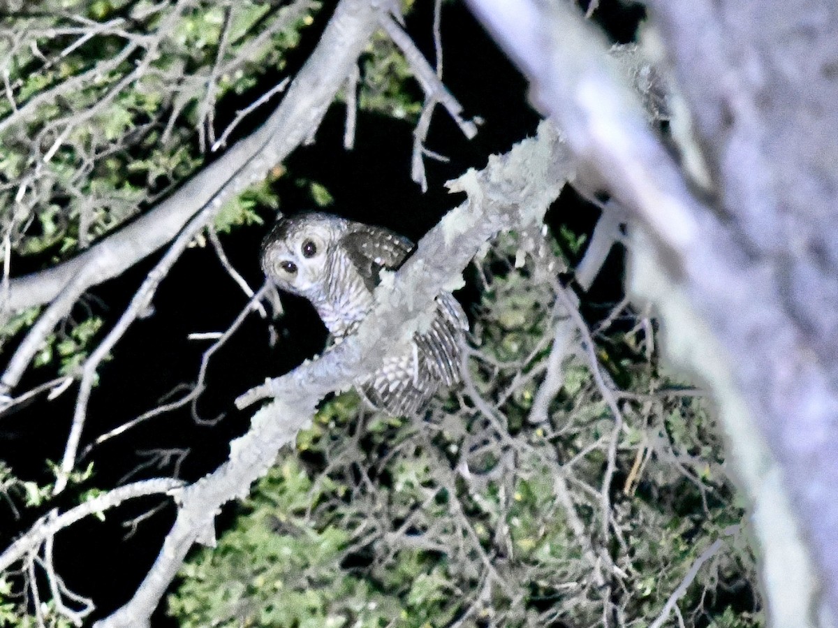 Патагонская неясыть - ML646472123