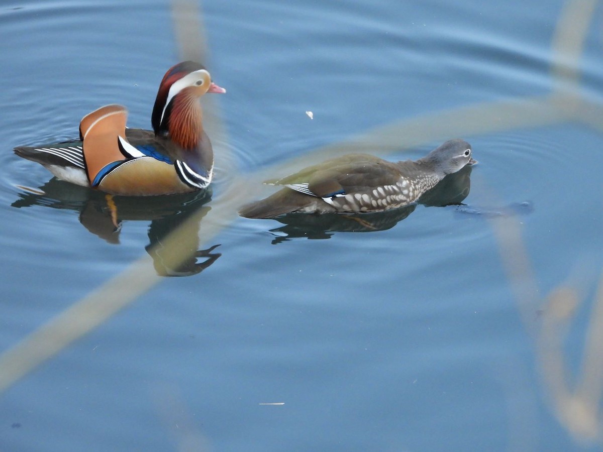 Mandarin Duck - ML646472124