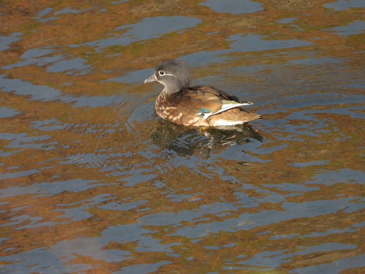 Mandarin Duck - ML646472125