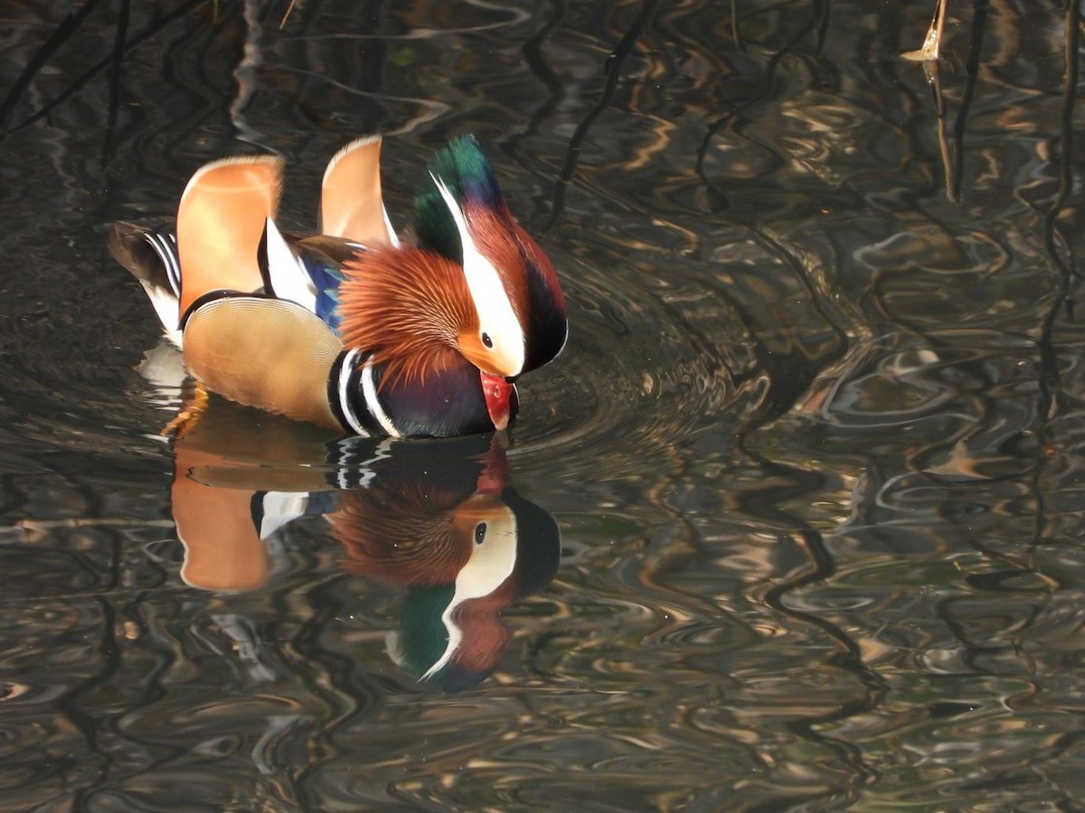 Mandarin Duck - ML646472126