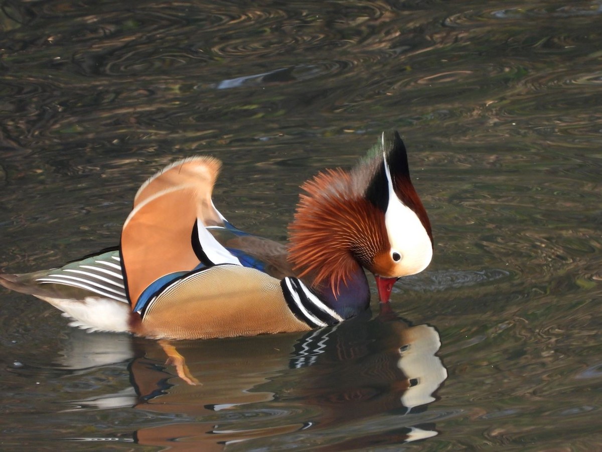 Mandarin Duck - ML646472127