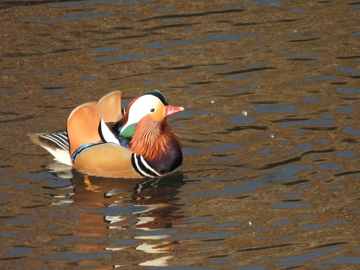 Mandarin Duck - ML646472130