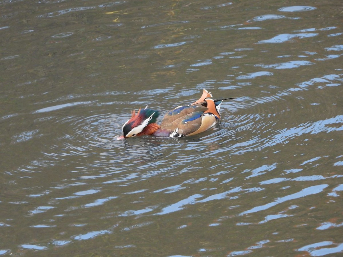 Mandarin Duck - ML646472133