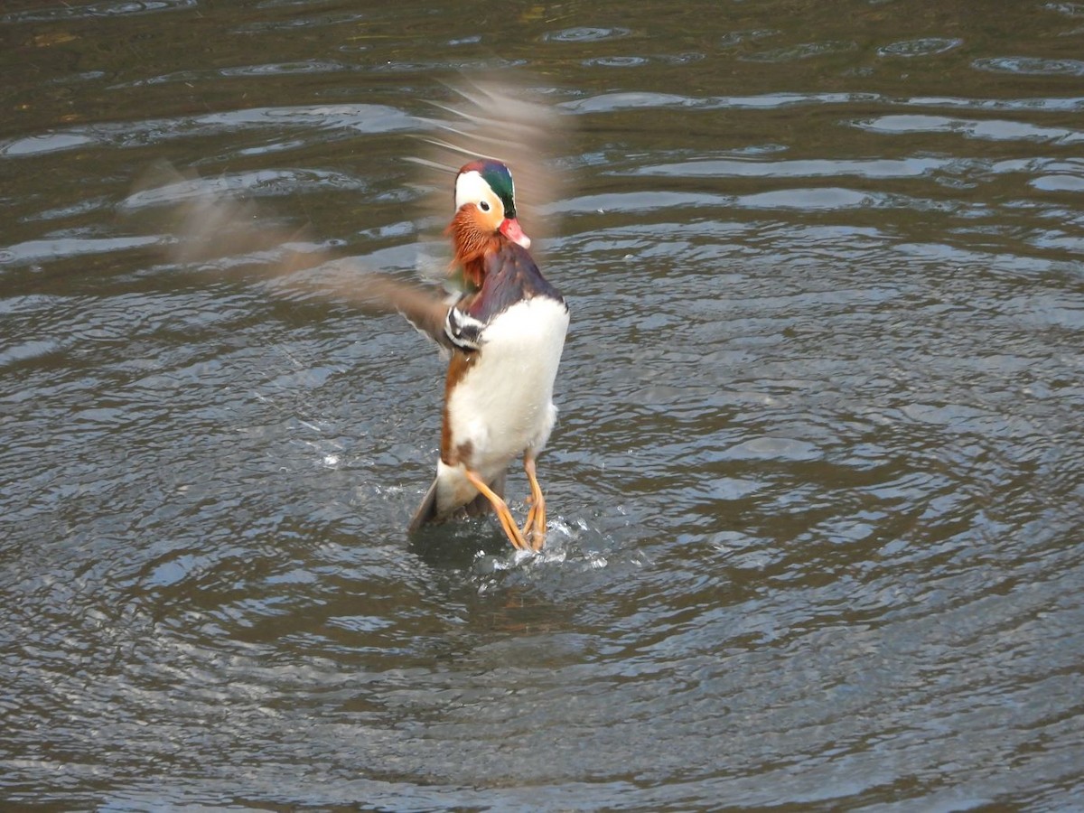 Mandarin Duck - ML646472134