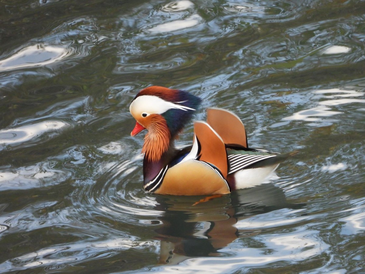 Mandarin Duck - ML646472135