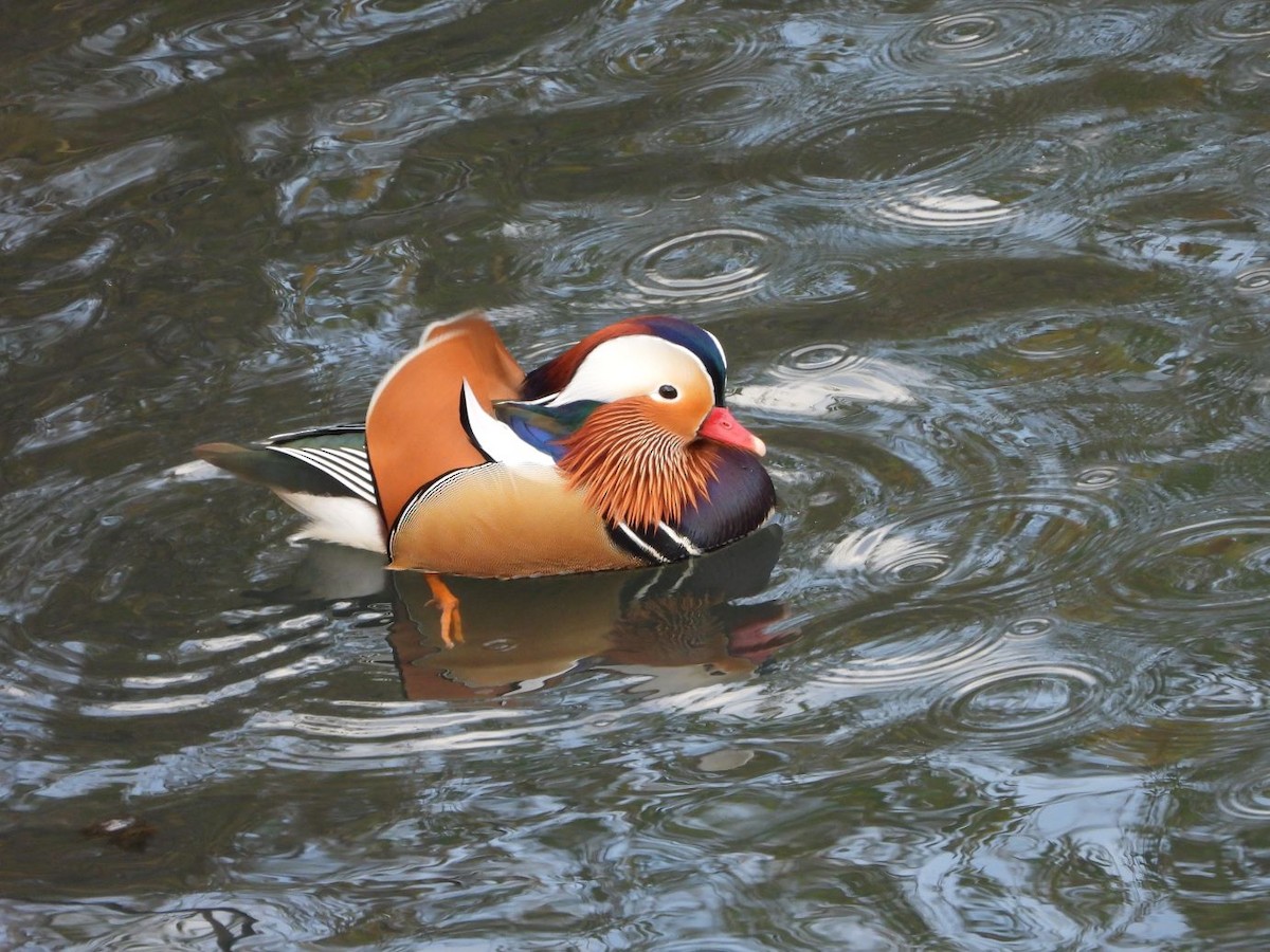 Mandarin Duck - ML646472136